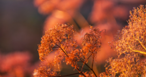 orange color affects on human emotions